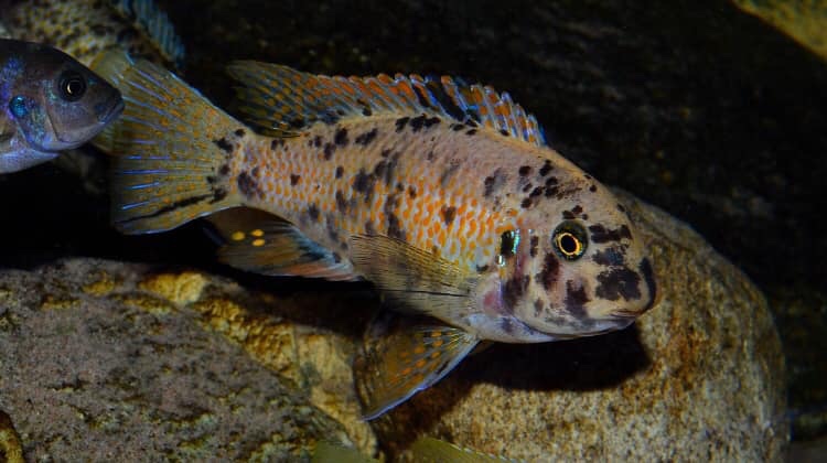 Labeotropheus fuelleborni 'Chimwalani Reef'
